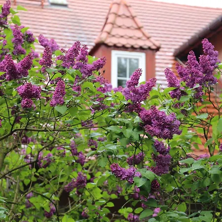 Maria Rosaria Apartment Oborniki Śląskie